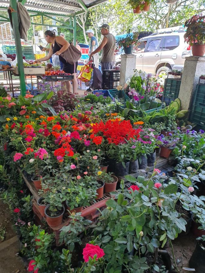 Turrialba Bed & Breakfast Bagian luar foto